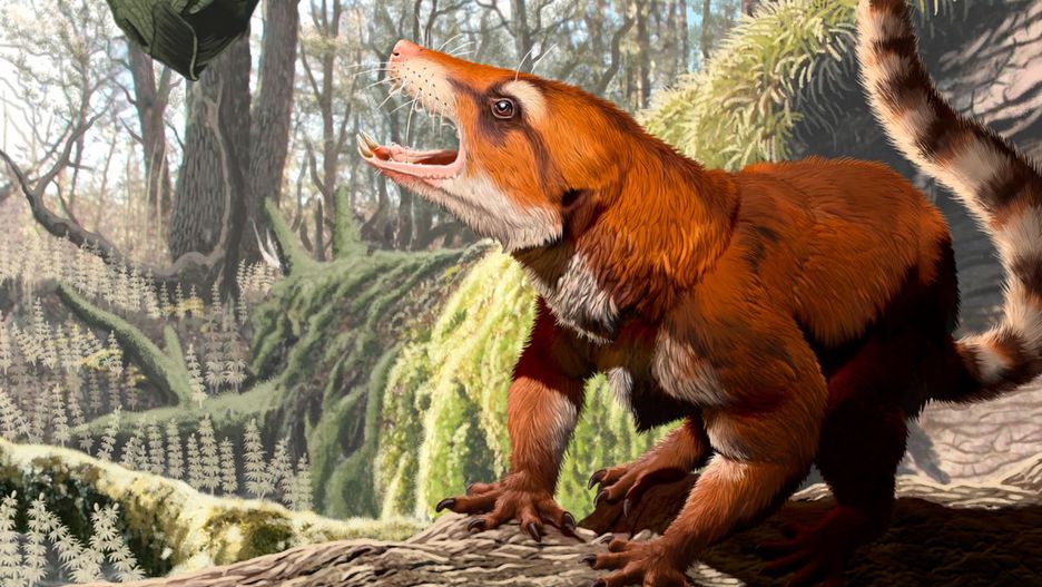 Cifelliodon wahkarmoosuch był czymś w rodzaju połączenia jaszczurki ze ssakiem