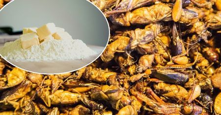 Ile kosztuje mąka ze świerszczy? Cena za kilogram jest ogromna