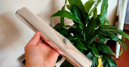Włóż kawałek folii aluminiowej do doniczki. Rośliny już nie będą się męczyć
