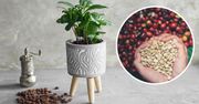 Kawowiec karłowaty (coffee arabica nana). Oto jak uprawiać kawę w doniczce