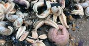 Dziesiątki tysięcy martwych zwierząt na angielskich plażach