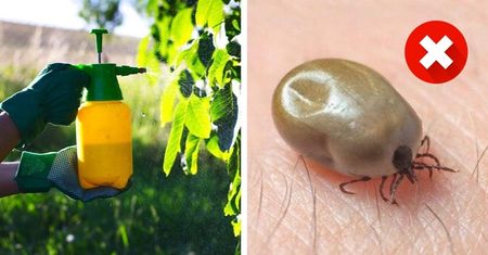 Naturalny oprysk na kleszcze z rośliny, która obecnie kwitnie. Owady te na zawsze znikną z ogrodu