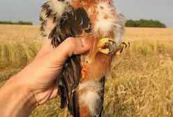 Krwawe żniwa wśród błotniaków