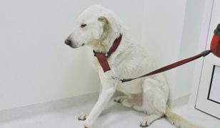 "Głupie i bardzo okrutne". Pies straci łapę przez ludzką bezmyślność