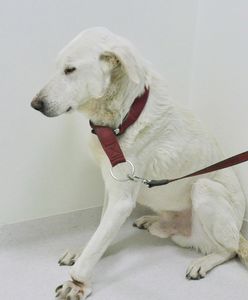 "Głupie i bardzo okrutne". Pies straci łapę przez ludzką bezmyślność