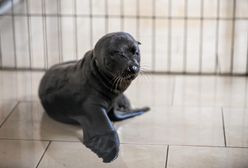 Wybierz imię dla uroczej uchatki. Opolskie zoo ogłosiło konkurs