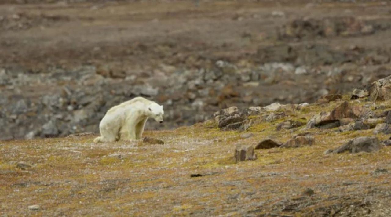 Globalne ocieplenie to rzeczywistość. Głodujące niedźwiedzie polarne są tragicznym dowodem