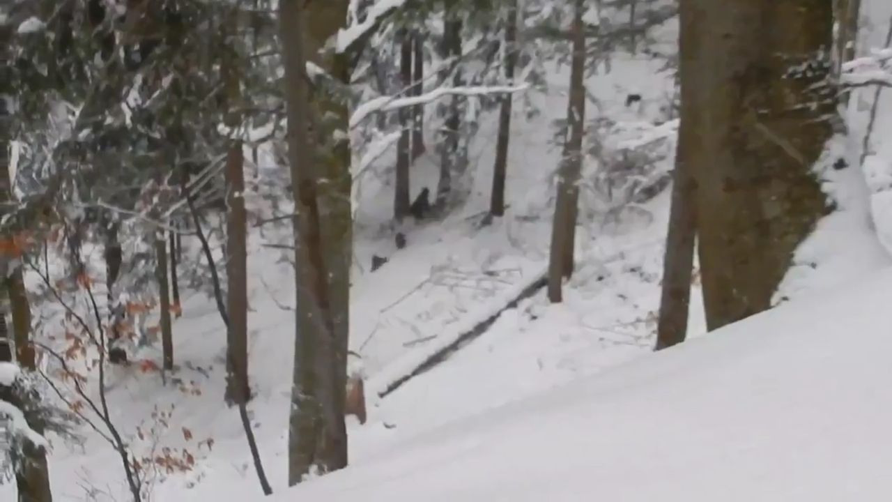 "Unikat na skalę galaktyczną". Leśniczy uratował niedźwiedzią rodzinę przed wilkami