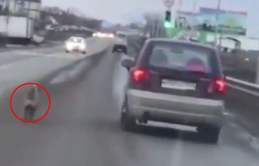 Wideo, które łamie serce. Porzucony pies rozpaczliwie goni auto właściciela