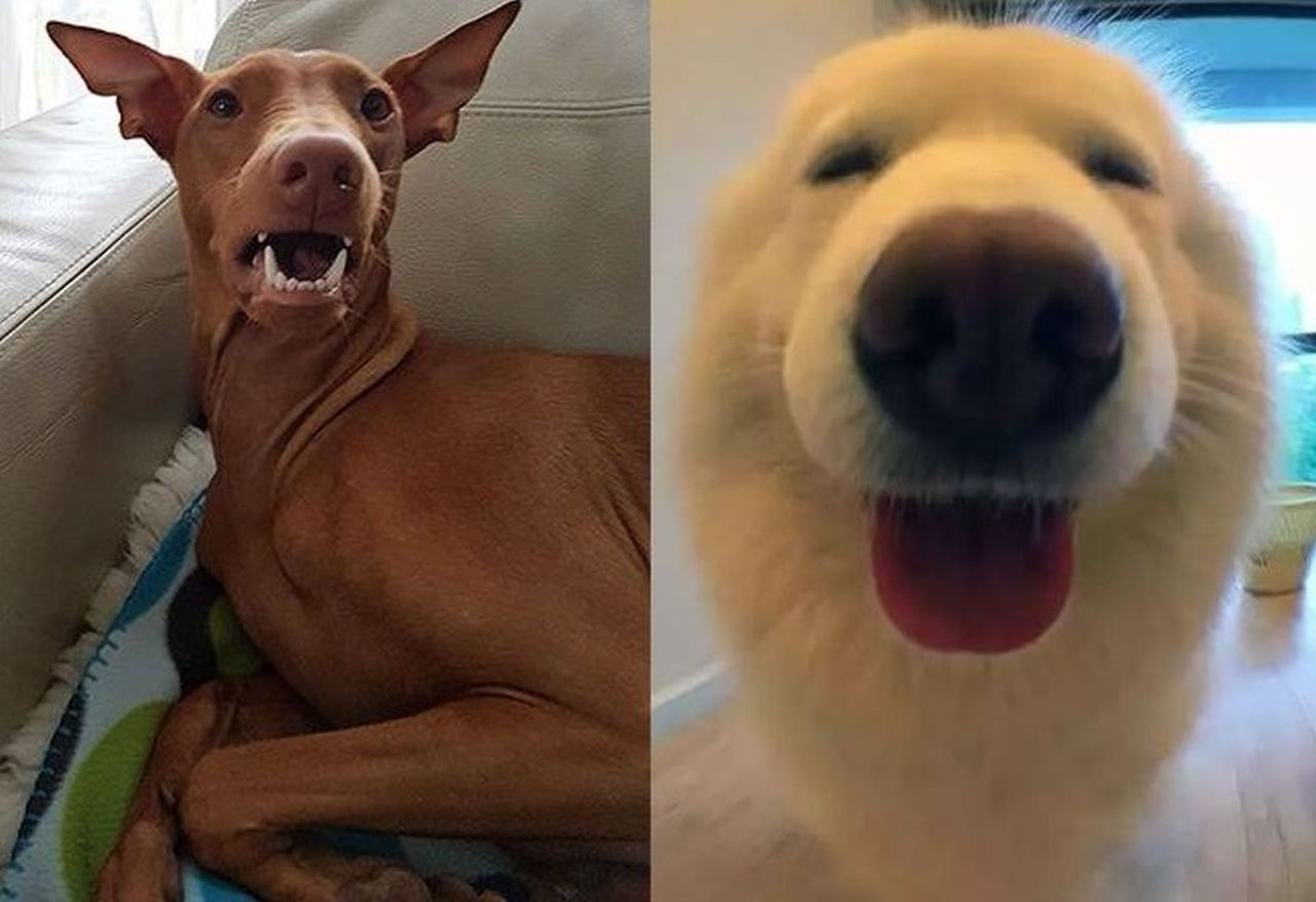 Wystarczą dwa słowa. Zwierzaki szaleją ze szczęścia