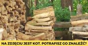10 mistrzów kamuflażu ze świata zwierząt. Dostrzeżesz ukryte stworzenia?