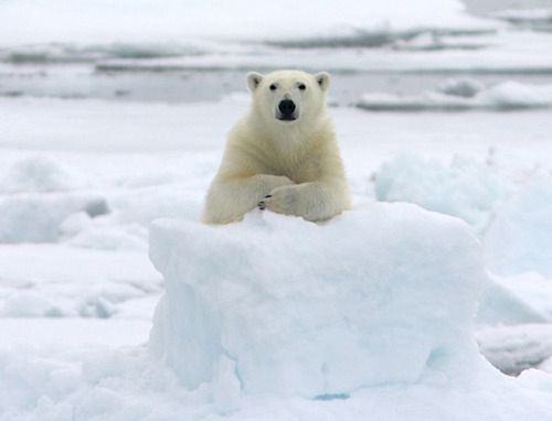 Misie polarne