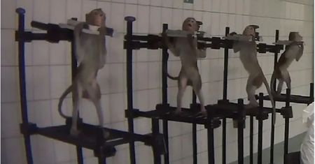 Śledztwo przeciwko niemieckiemu laboratorium, które przeprowadzało doświadczenia na zwierzętach
