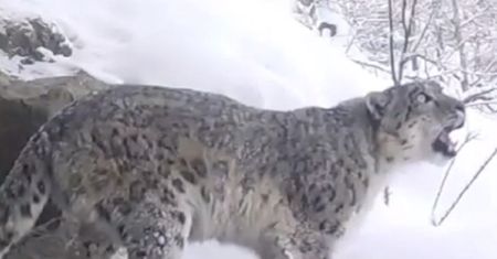 Pakistan. Rzadkie nagranie lamparta śnieżnego