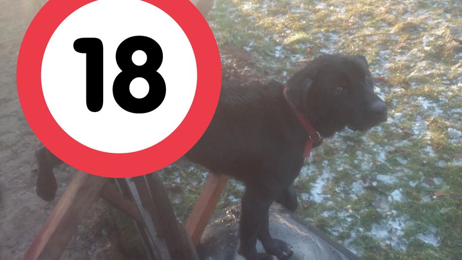 Nadziany na pręt pies musiał czekać ok. 8 godzin zanim udzielono mu pomocy.