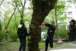 Koniec z nieograniczoną wycinką drzew. Mieszane uczucia Polaków