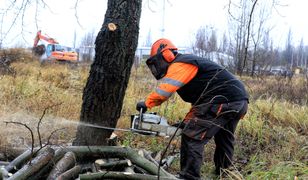 Koniec lex Szyszko. Ostatni weekend masowej wycinki drzew