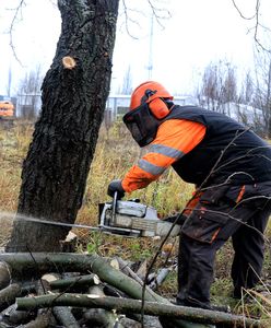 Koniec lex Szyszko. Ostatni weekend masowej wycinki drzew