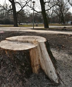 Na jakich zasadach można wycinać drzewa po zmianach przepisów?