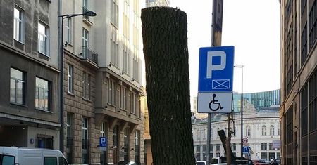 Kikuty zamiast drzew. Tak wygląda zieleń w centrum miasta