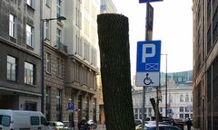 Kikuty zamiast drzew. Tak wygląda zieleń w centrum miasta