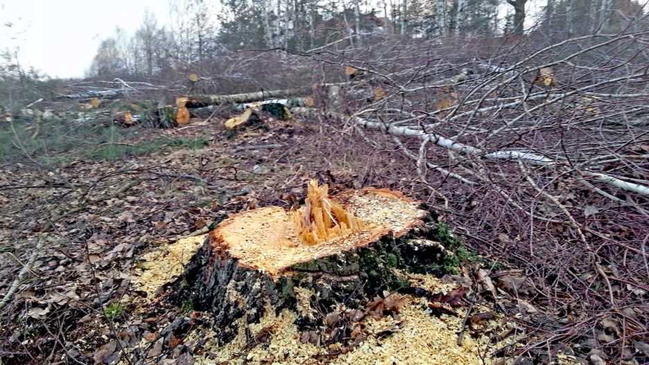 Do wycinki doszło na przełomie lutego i marca 2017 r.