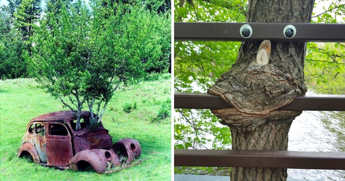 27 dowodów na to, że natura jest głodna życia i pochłania wszystko, co spotyka na swojej drodze