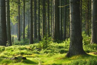 Myśliwi jednak nie wejdą do lasu. Producenci wieprzowiny ostrzegają przed nasileniem ASF