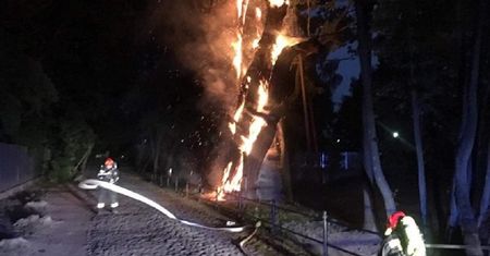 Dąb Mieszko I płonął jak pochodnia. Wielka strata