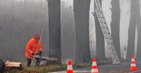 Przydrożne drzewa jak miedza. Polacy podzieleni