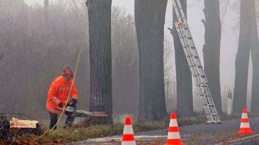 Internautów podzieliła kwestia przydrożnych drzew