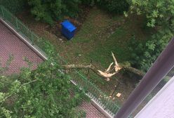 Irytujące połamane drzewo. Kto powinien je sprzątnąć