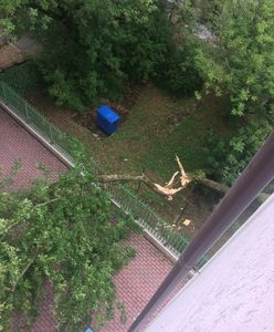Irytujące połamane drzewo. Kto powinien je sprzątnąć