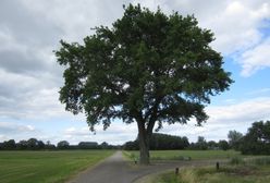 Karol wziął sprawy w swoje ręce. "Posadzę milion drzew w 2020"