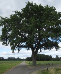 Karol wziął sprawy w swoje ręce. "Posadzę milion drzew w 2020"