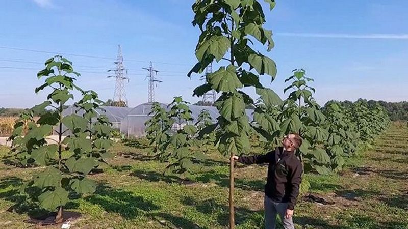 Tak wygląda plantacja Oxytree w Polsce