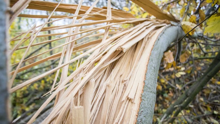 Zerwane drzewo spadło na namiot harcerski