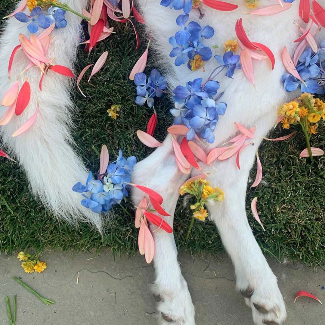 Dolly - pogrzeb