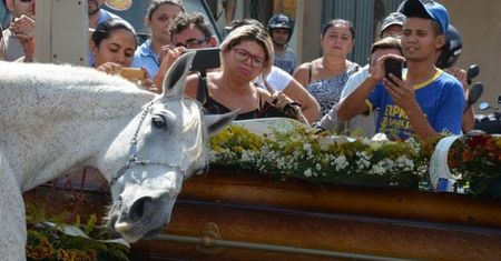 Łzy same cisną się do oczu. Koń pożegnał najlepszego przyjaciela