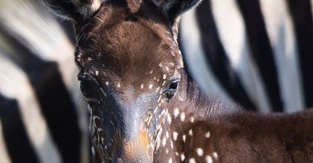 Kenia. Na świat przyszła bardzo rzadko spotykana Zebra. Jedna na miliard