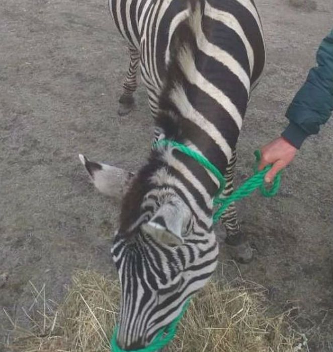 Lubelszczyzna. Zebra na gigancie