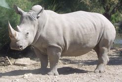 Cudem ocalili porzuconego przez matkę nosorożca