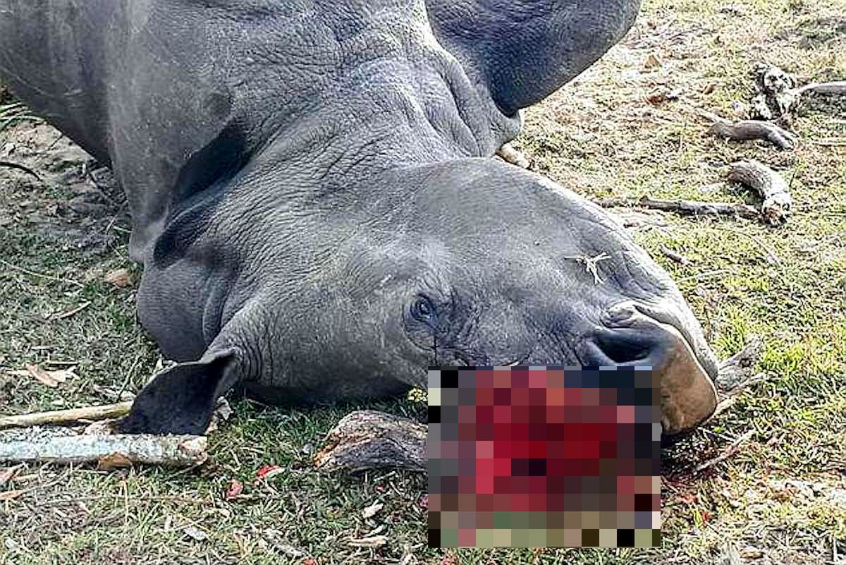 Nosorożec Bella zabity dla 1 cm rogu. Wcześniej weterynarze wycięli go, aby chronić samicę przed kłusownikami