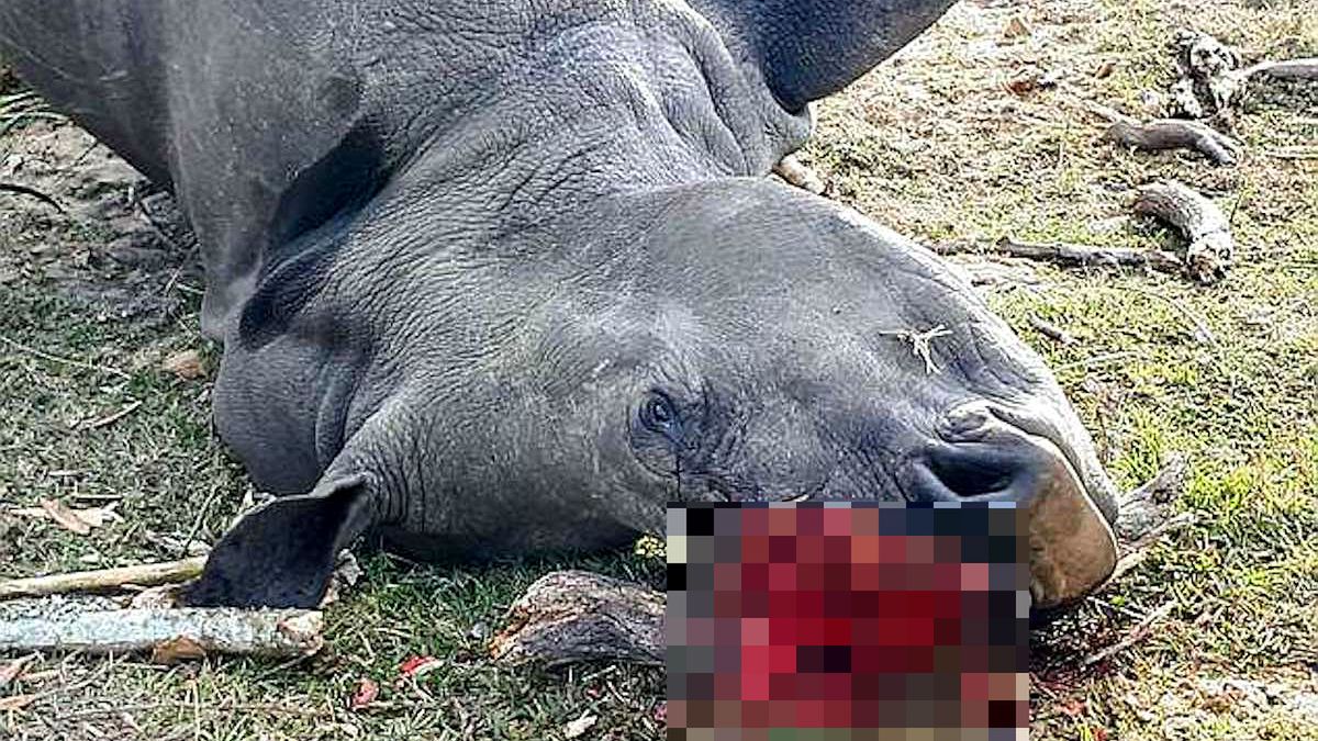 Nosorożec Bella zabity przez kłusowników w RPA
