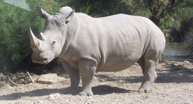 Firma biotechnologiczna chce zalać rynek drukowanymi rogami nosorożców
