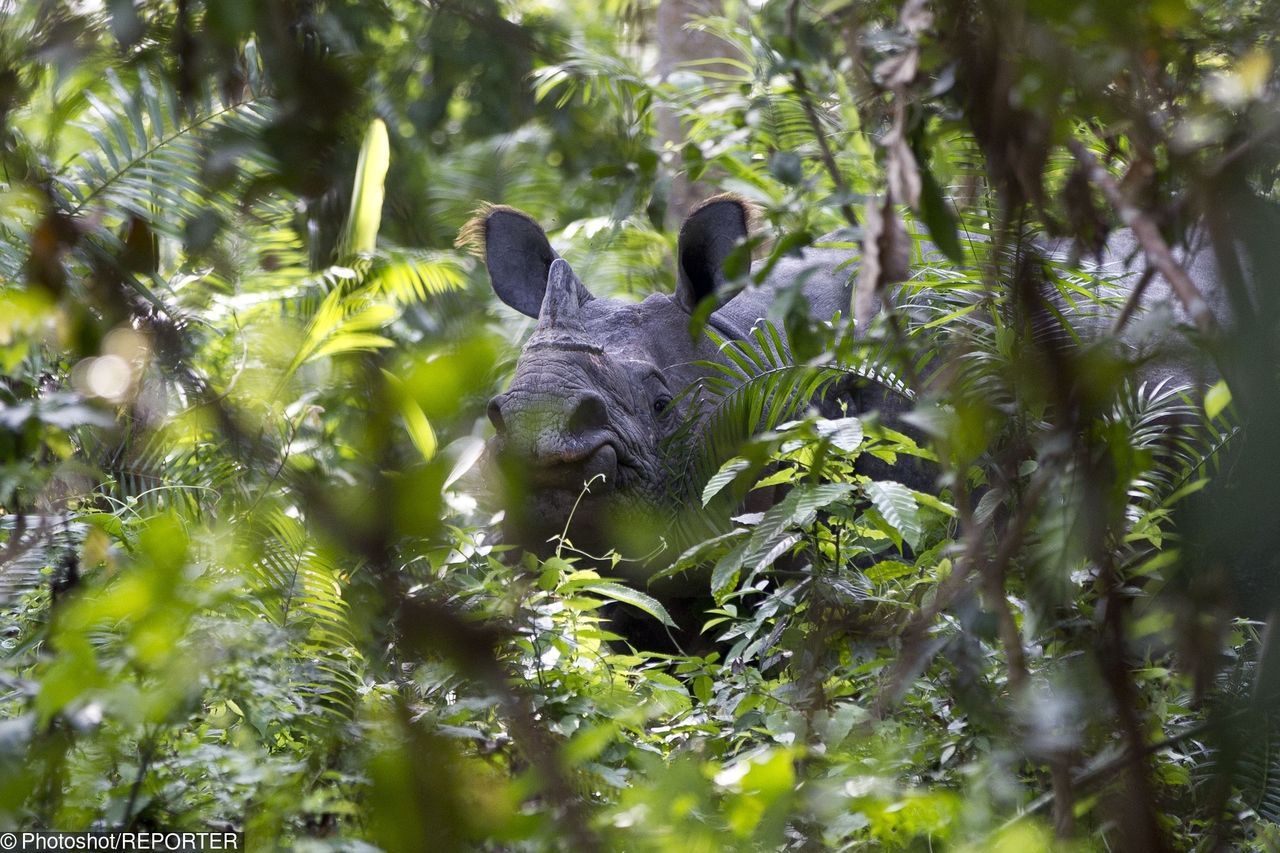 Polski oddział WWF publikuje oświadczenie. W tle eko-bojówki