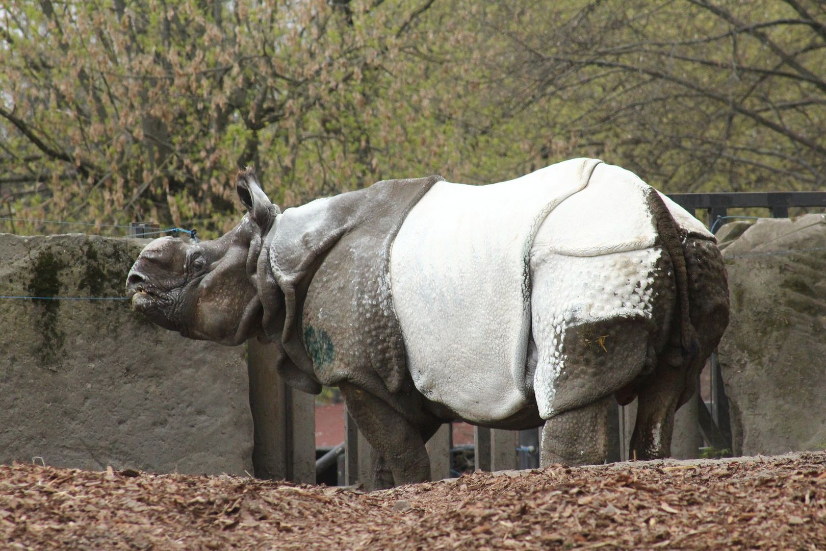 Nosorożec z warszawskiego zoo