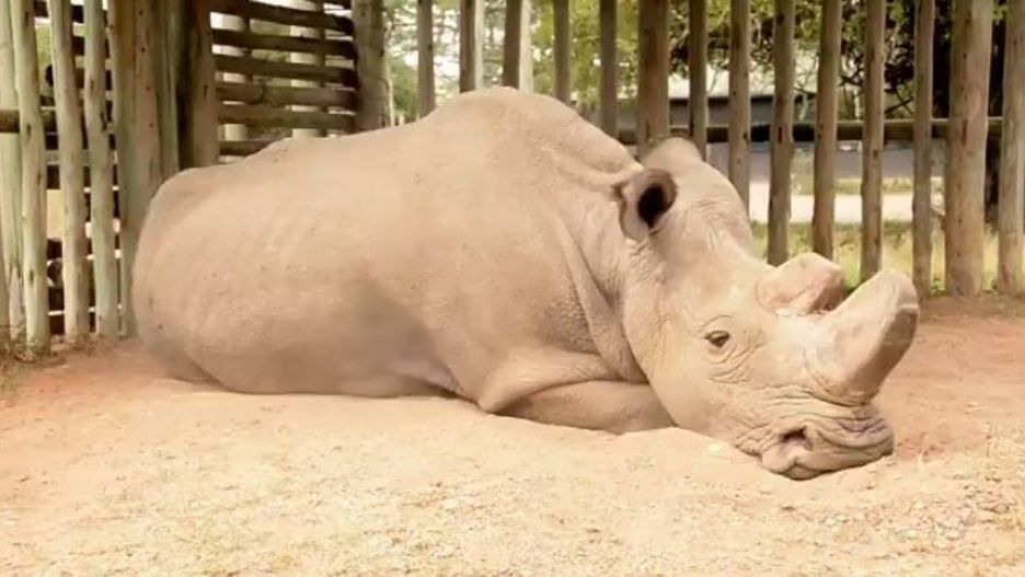 "Sudan", ostatni samiec nosorożca białego północnego