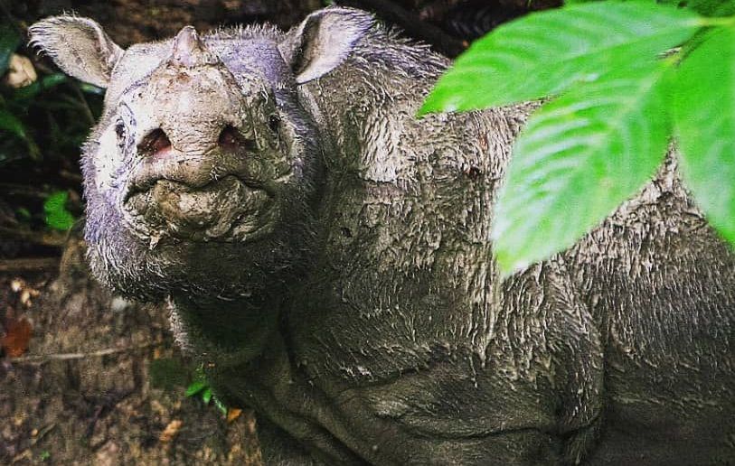 W Malezji zmarł ostatni nosorożec. "Opłakujemy śmierć gatunku"
