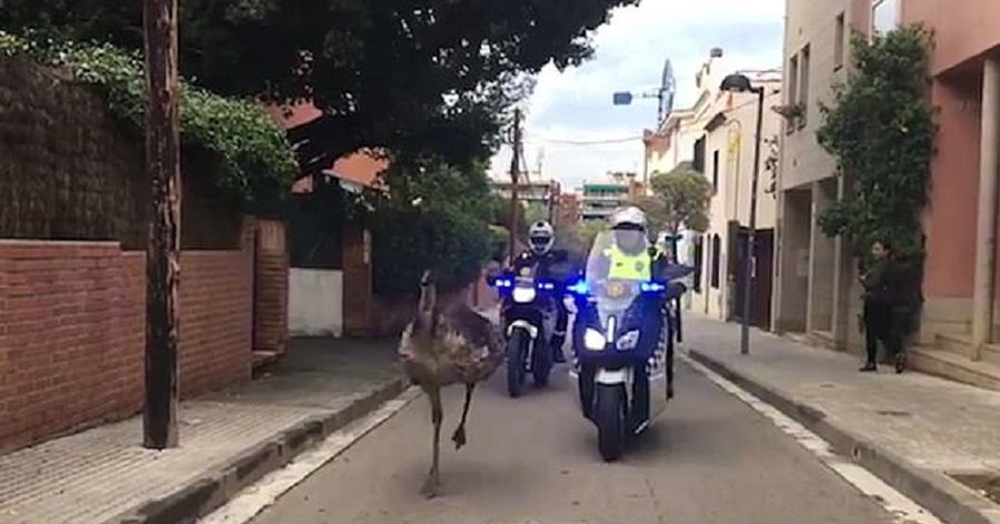 Emu biegało po ulicach miasta. Nie skończyło się to dla niego dobrze